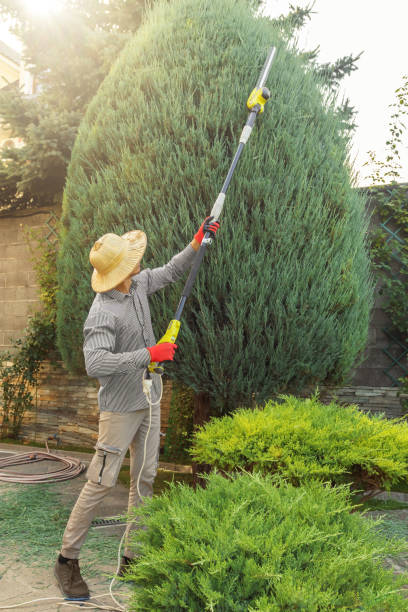 Best Professional Tree Care  in Vernon, TX